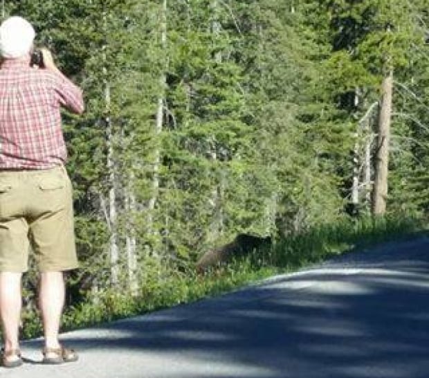 Lake Louise Grizzly tourist
