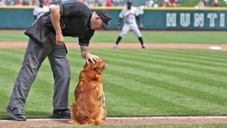 Jake the Diamond Dog receives a pat on the head from the umpire while visiting Huntington Park ballpark in Columbus, Ohio. jake-dog