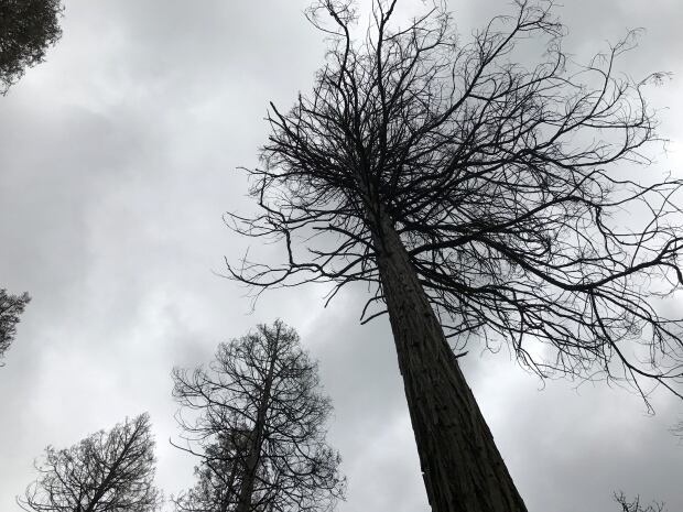 Sequoia-2