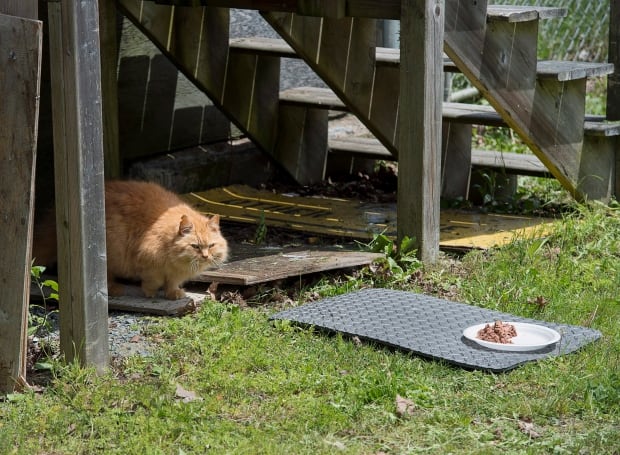 Dockyard Cats 20170628