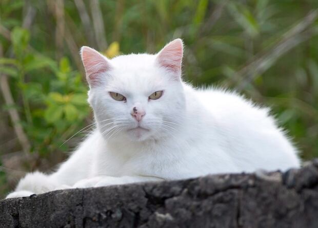 Dockyard Cats 20170628