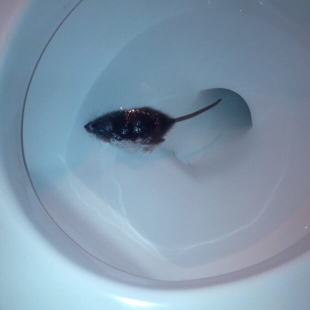 From toilet bowls to car engines, rat sightings are up at Danforth and