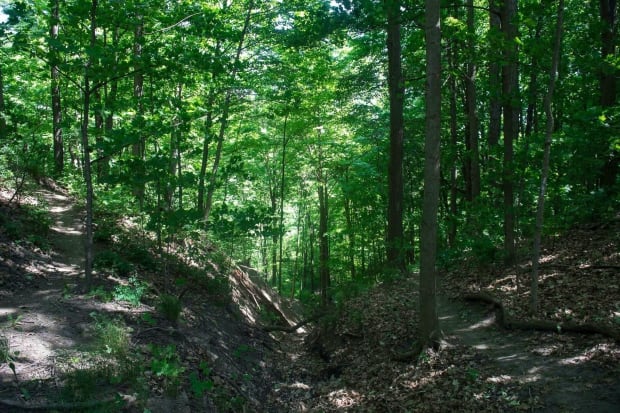 Forest Bathing 20160609