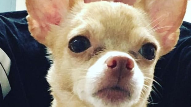 Service dog stolen near Bloor and Ossington Service dog stolen near Bloor and Ossington