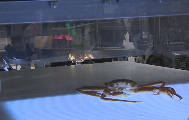 Crab on belt