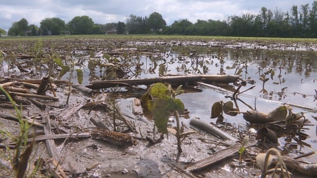 Wet Field
