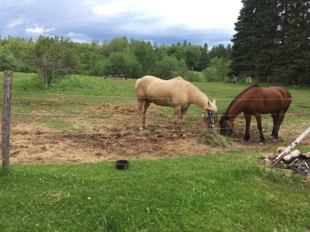 Salisbury horses