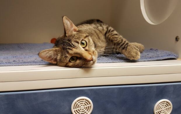 Mona cat Prince Albert SPCA