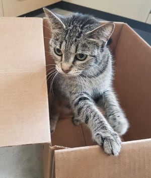 Cindy cat Prince Albert SPCA