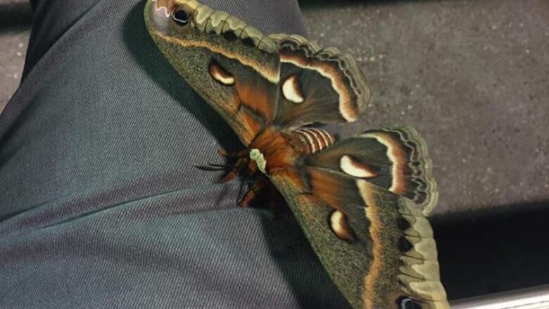 giant moth