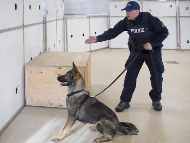 Police Dogs Fentanyl 20170704