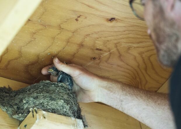 Barn Swallows