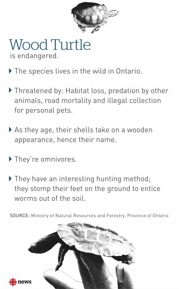 Wood Turtle Factoid