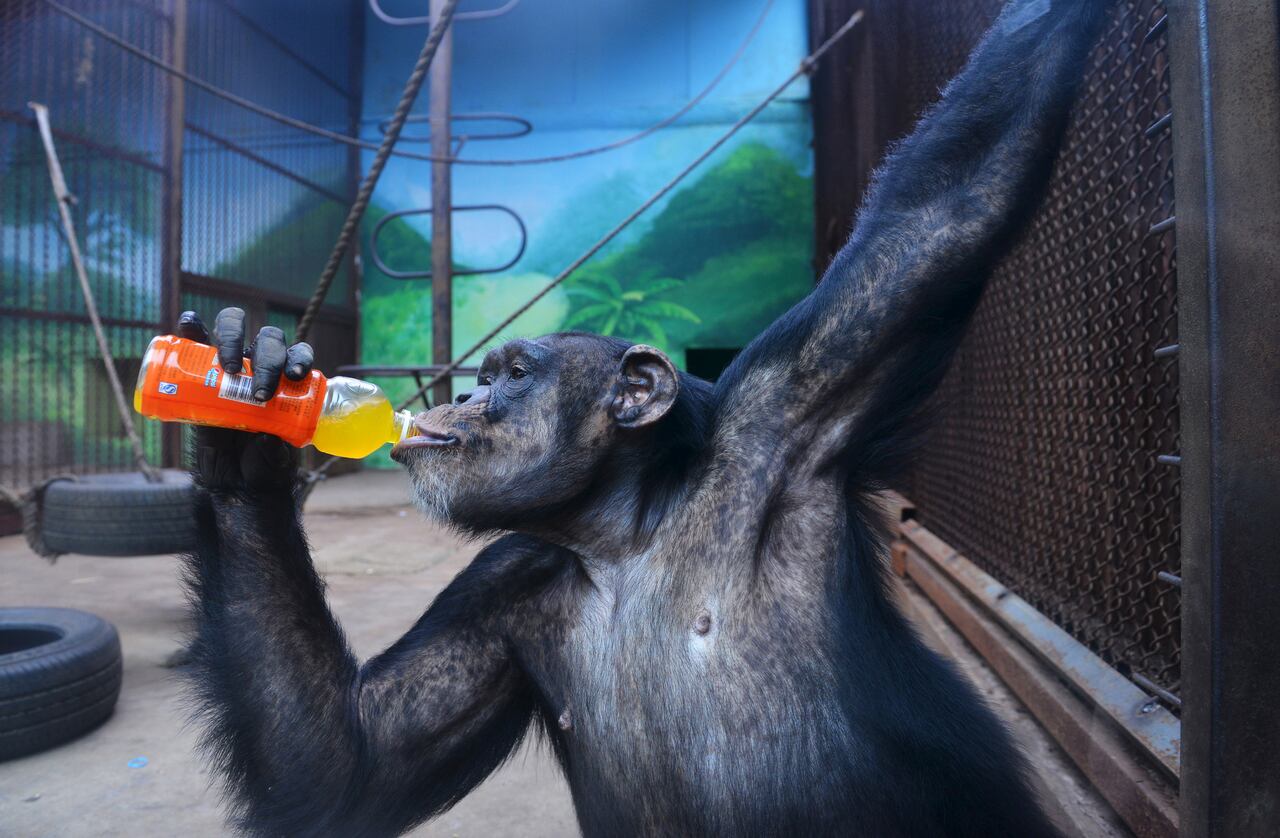 chimpanzee strength vs human