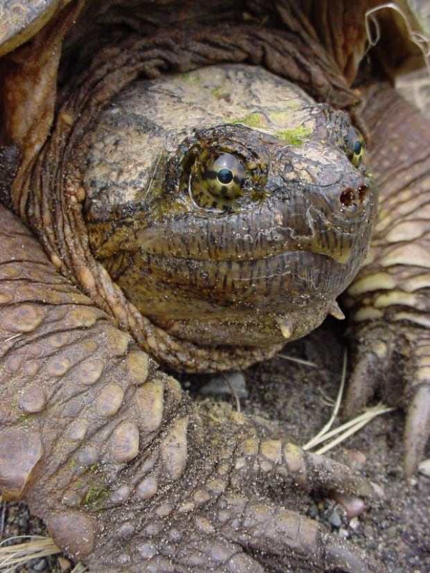 Snapping turtle