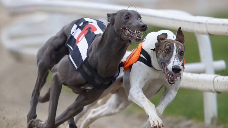 where is dog racing still legal