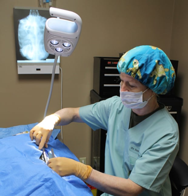 turtle surgery