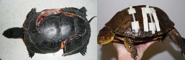 Turtle surgery