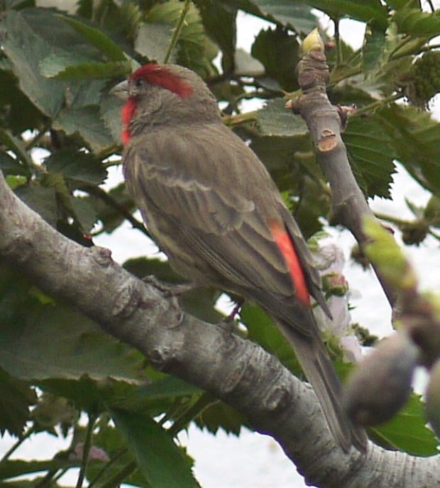 Mexico house finch