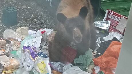 Whitehorse bear