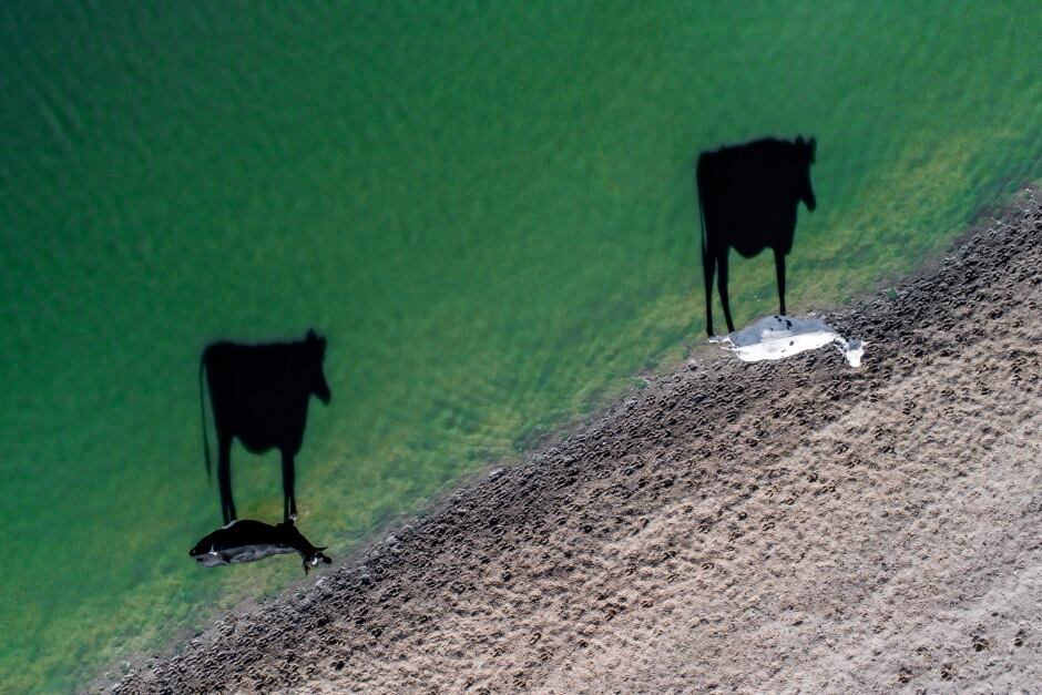 Two moo by Luke Bell