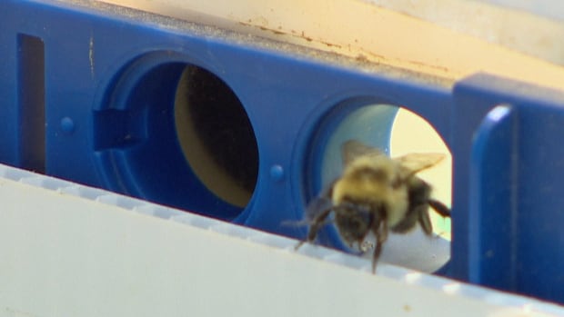 bee-hive