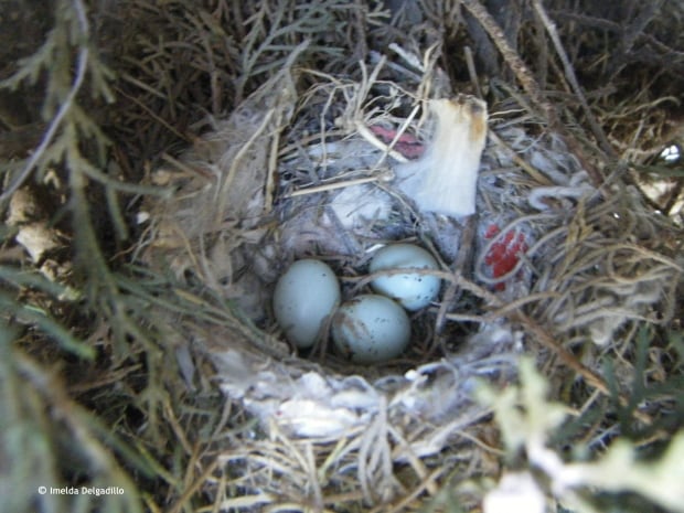Cigarette butts in house finches' nests keep ectoparasites away.