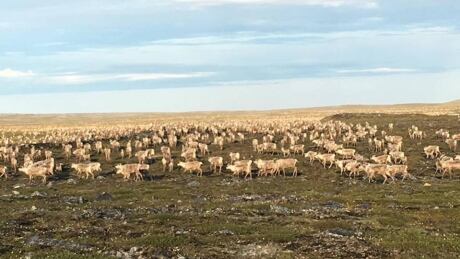 The caribou in Nunavut are out for their summer migration - in full force, it turns out. Dustin Ilnik took this amazing shot of a herd near Rankin Inlet, Nunavut. Dustin Ilnik