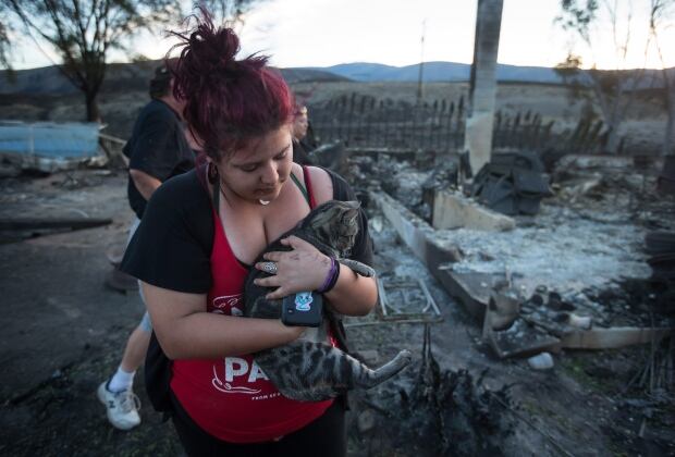 animals bc wildfire ashcroft