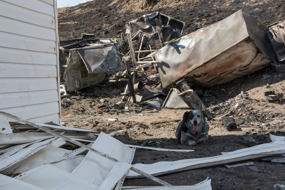 Aschroft Wildfire Dog Gary Classen