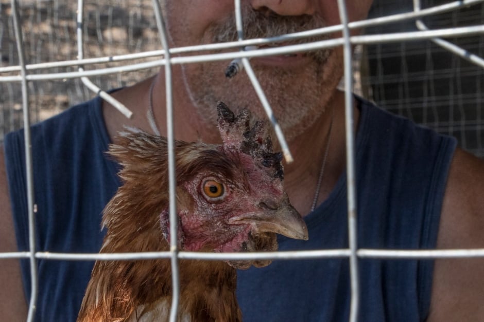 Ashcroft Wildfire Burnt Chicken