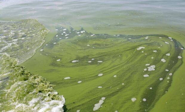 Lake Erie Algae