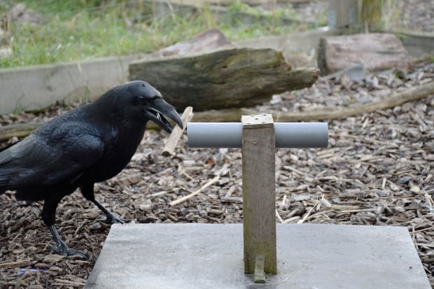Raven Foresight