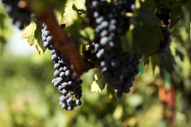 USA-CALIFORNIA/WINE