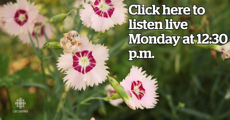 click on this image at 1230 pm on monday to listen live to ontario todays live garden chat with ed lawrence max pixel - Live Garden click on this image at 1230 pm on monday to listen live to ontario todays live garden chat with ed lawrence max pixel - Live Garden