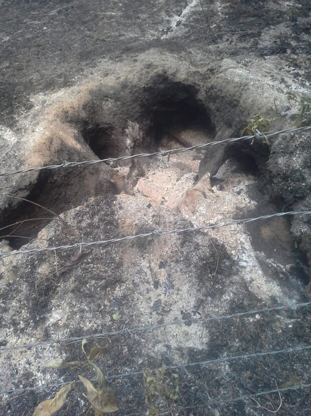 Burned out tree roots