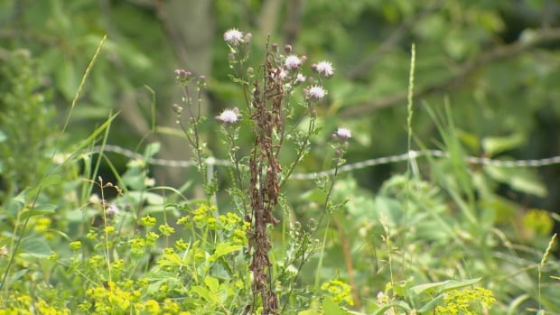 Canada Thistle