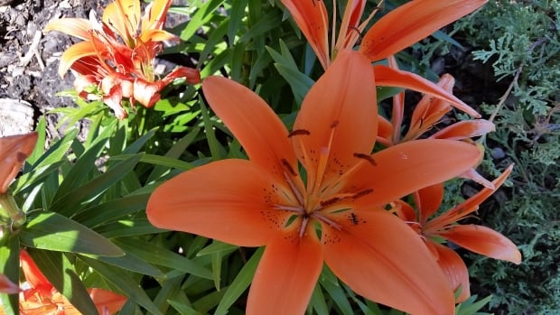 Maitland McNeil's garden