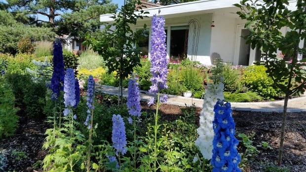 Maitland McNeil's garden
