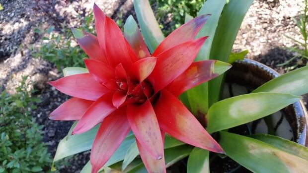 Maitland McNeil's garden