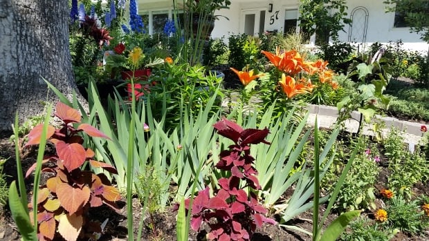 Maitland McNeil's garden