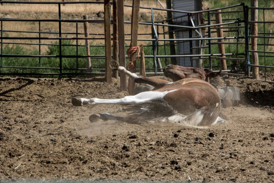 BC Wildfire Farm Horses
