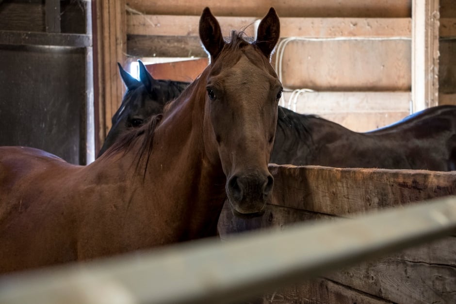BC Wildfire Horses