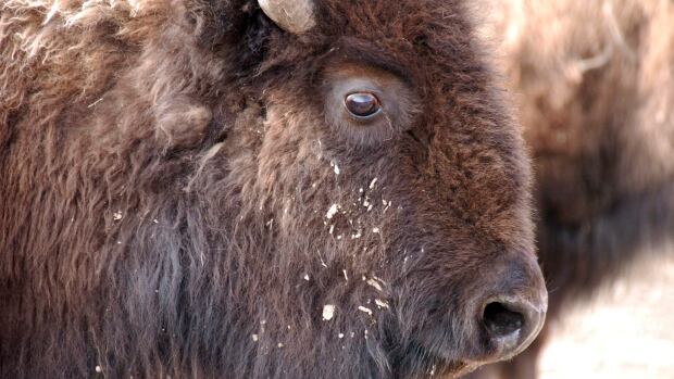 High Park Zoo investigates unexpected death of Alberta the bison