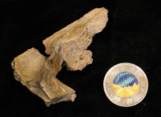 Dinosaur skull fragment