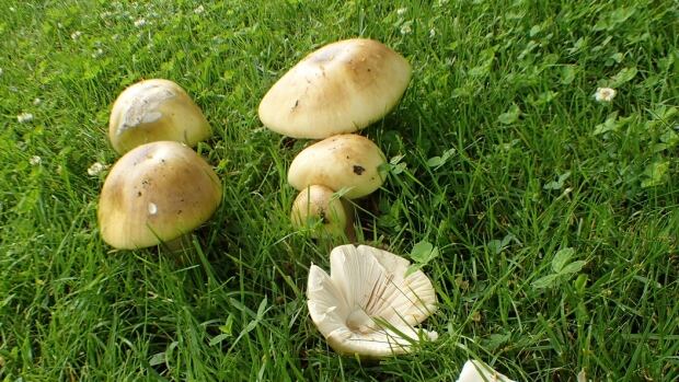 Calls to health officials in B.C. over mushroom poisonings hit high in 2020