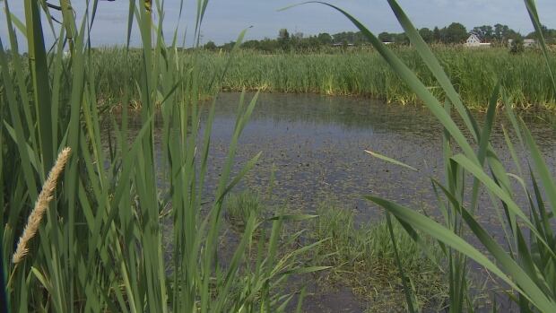 This pond behind the Agriculture Canada building on University Avenue in Charlottetown was one of 11 tested byt he group.