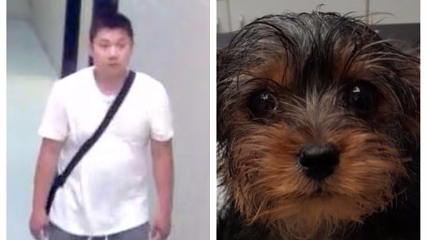Toronto man charged, other animals seized after puppy tossed in garbage Toronto man charged, other animals seized after puppy tossed in garbage