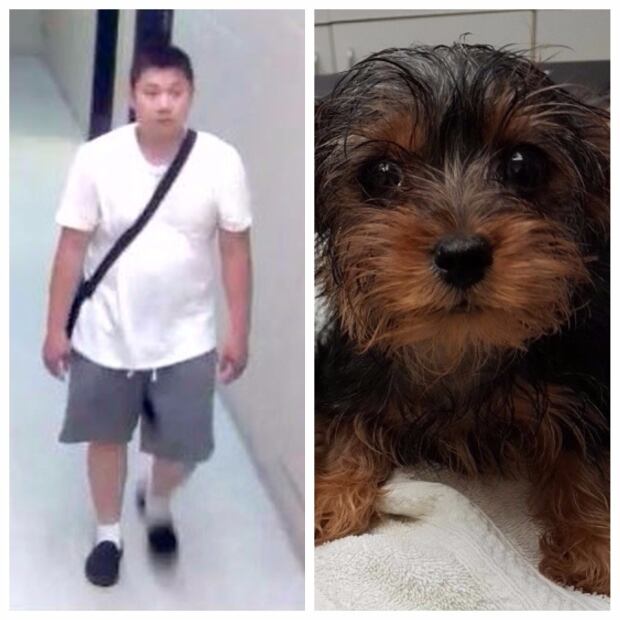 can yorkies live outside who allegedly threw live puppy in trash had 37 other dogs toronto cbc news can yorkies live outside who allegedly threw live puppy in trash had 37 other dogs toronto cbc news