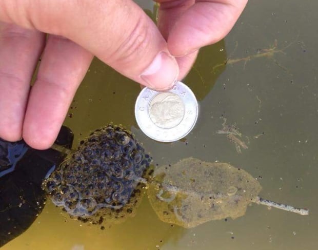 EasternTigerSalamander_Field_Egg_Mass.jpeg